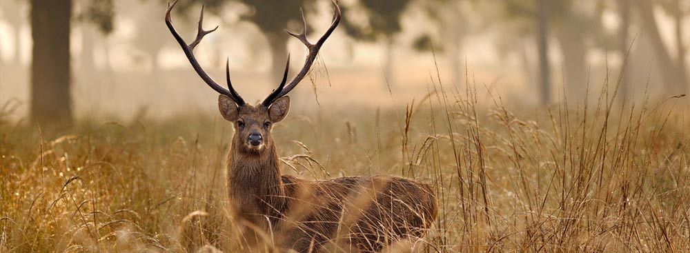 kanha-national-park-4